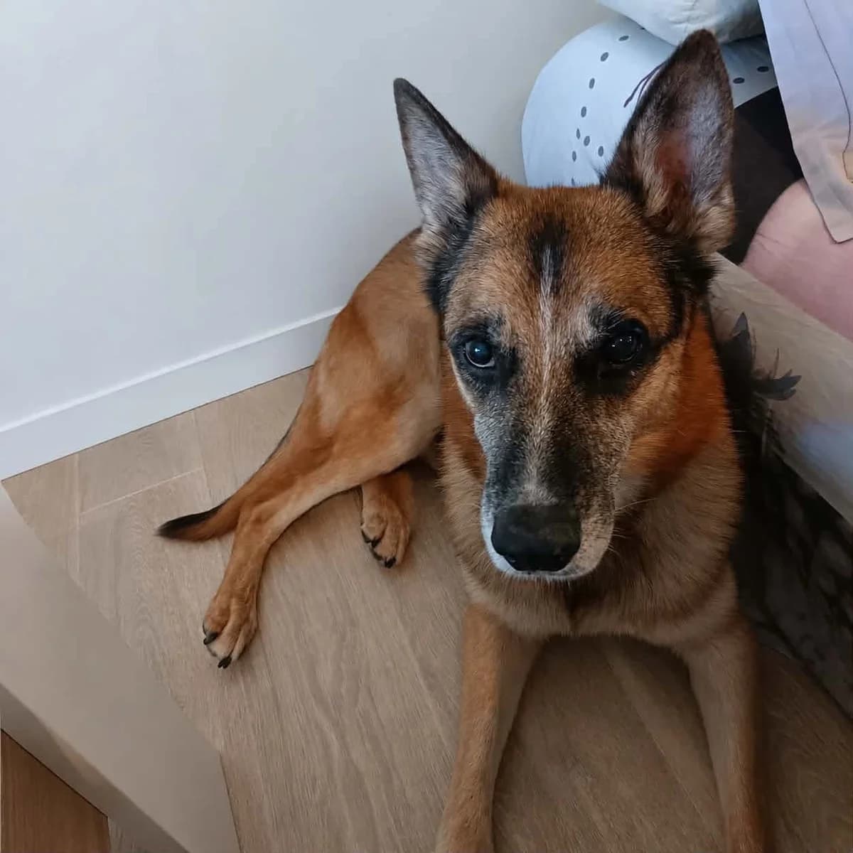 Lucky, male senior German Shepherd for adoption at APAA Trégrom