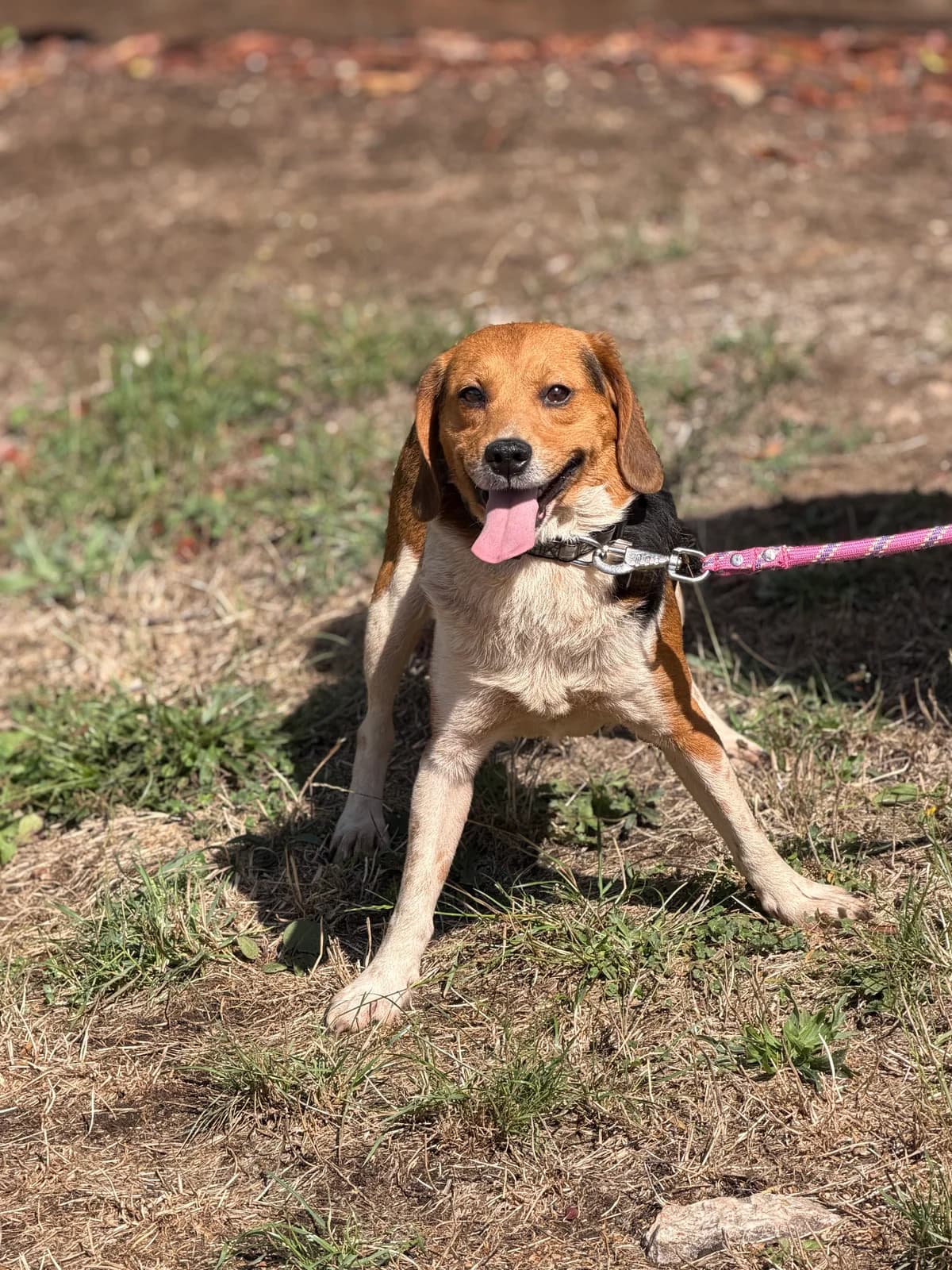 Titan, male 5yo Beagle for adoption at APAA Trégrom