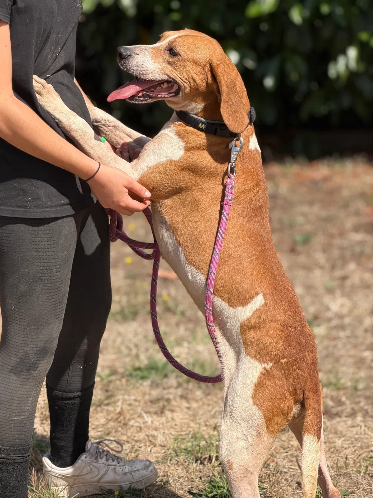 Louni, male 4yo Mixed Breed for adoption at APAA Trégrom