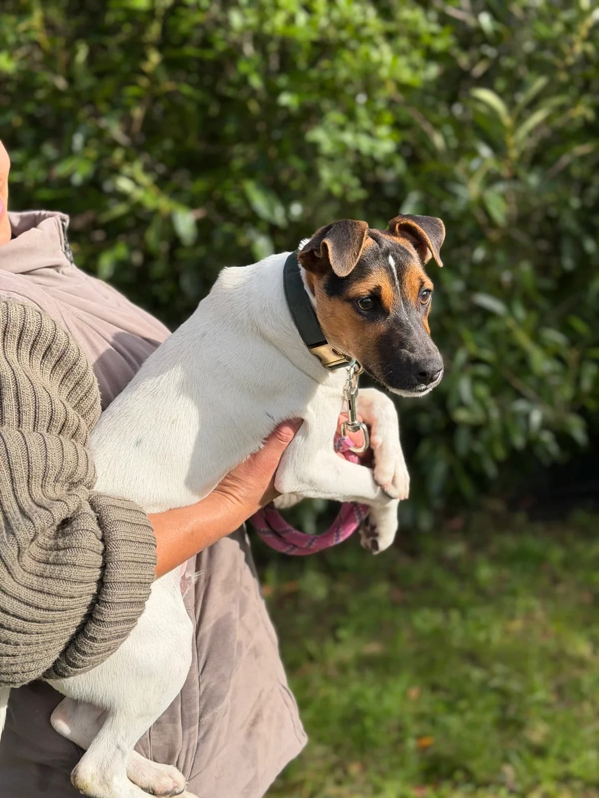 Linus, male puppy Jack Russell Terrier for adoption at APAA Trégrom
