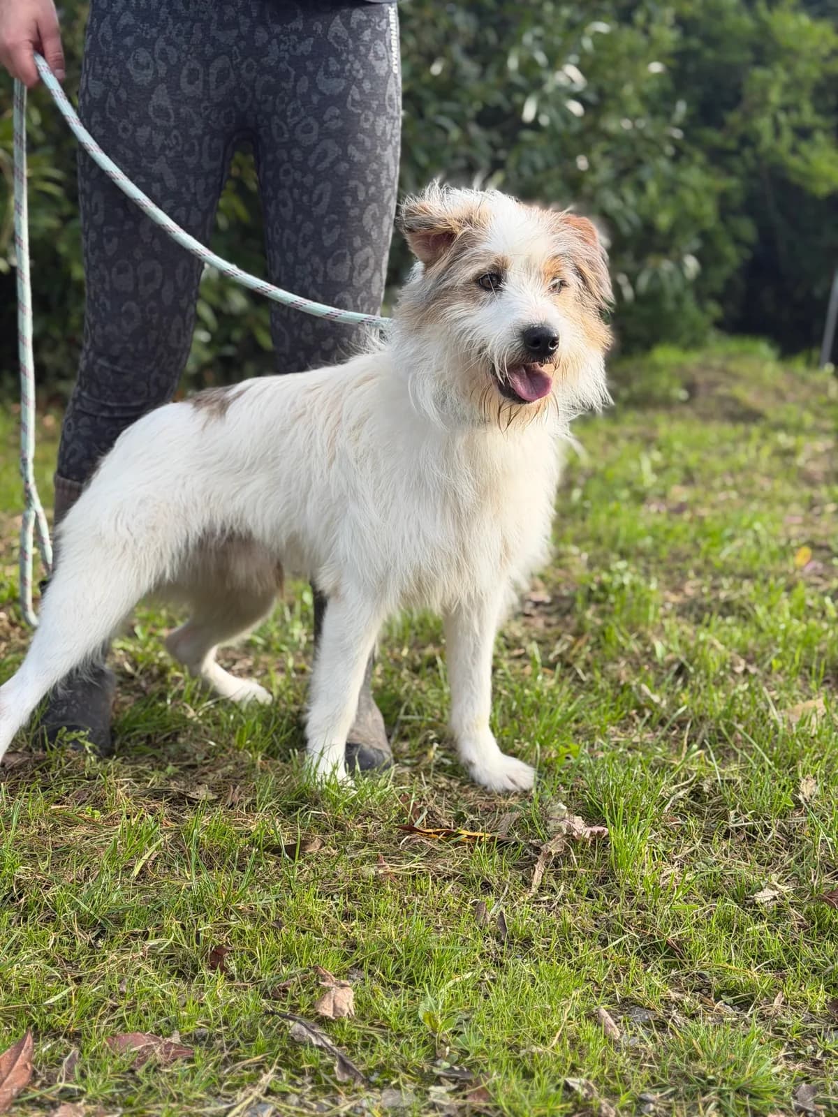 Tango, male young Mixed Breed for adoption at APAA Trégrom
