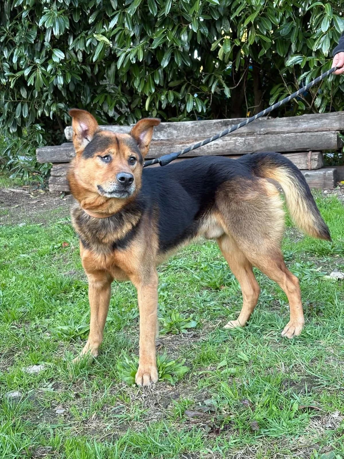 Rocky, male 6yo Mixed Breed for adoption at APAA Trégrom