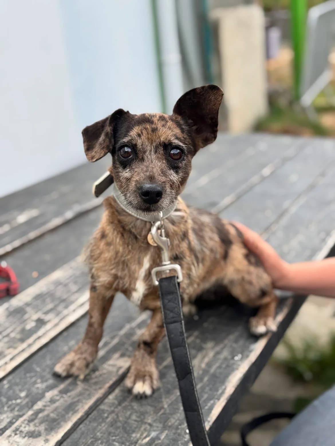 Arc en ciel, female young Dachshund for adoption at APAA Trégrom