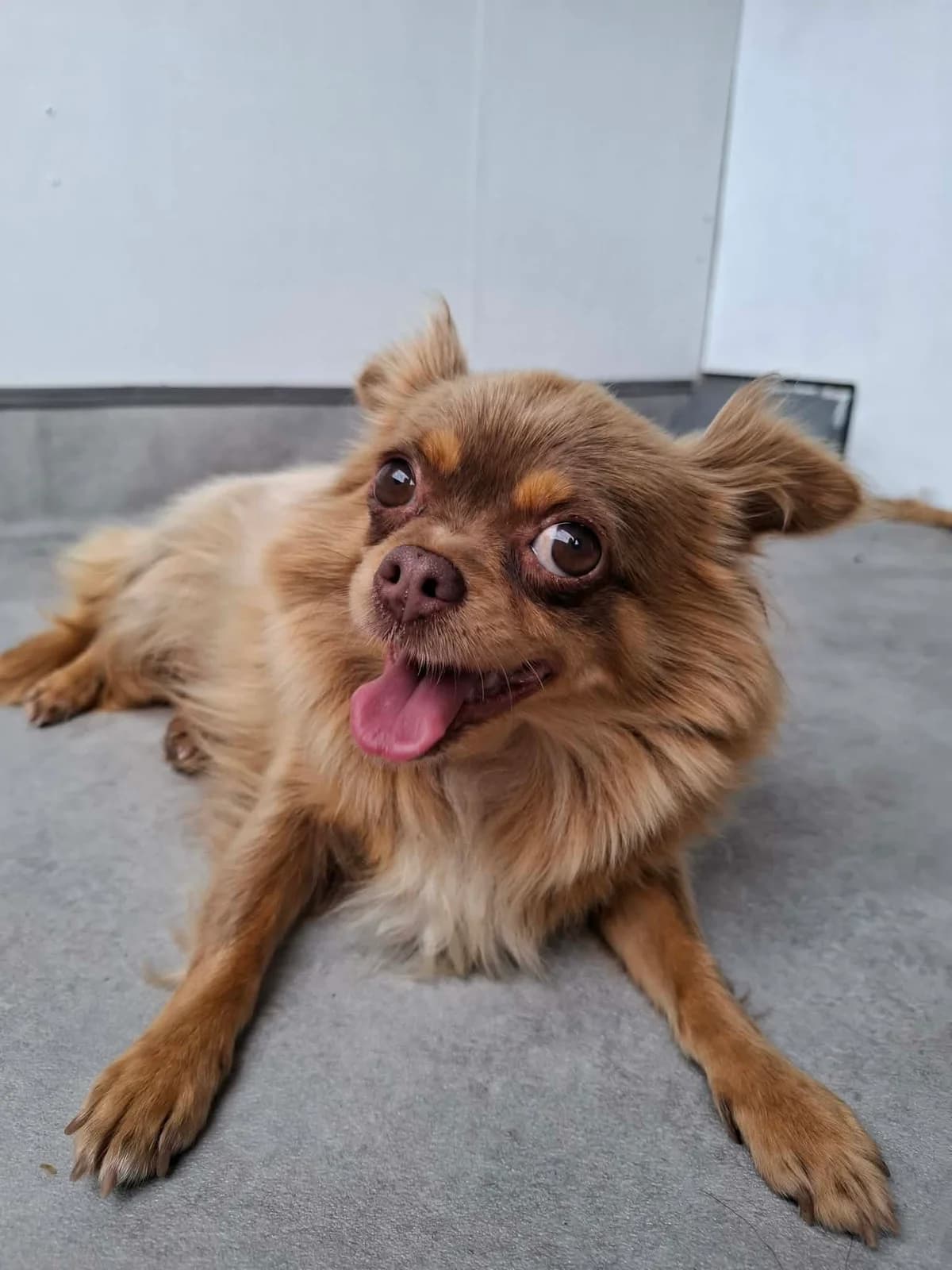 Tokyo, female 5yo Chihuahua for adoption at APAA Trégrom