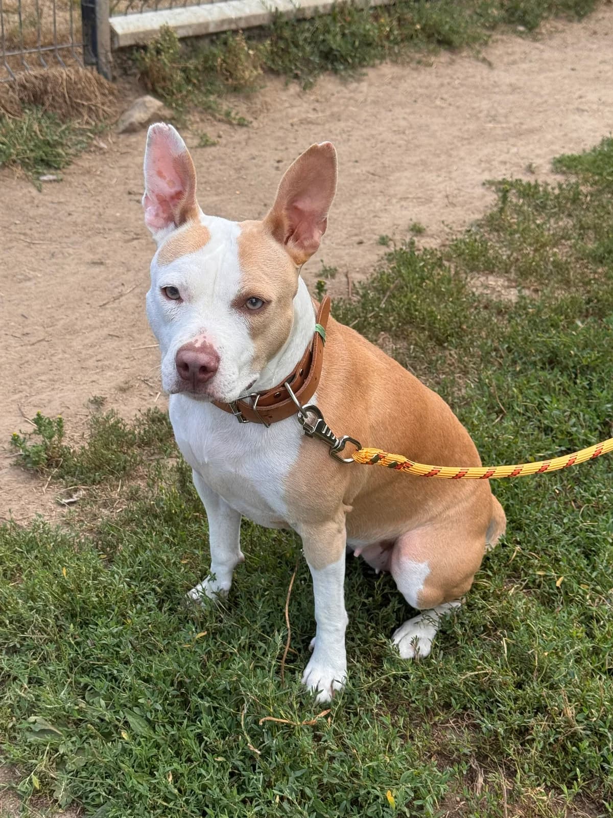 Volka, female young Staffordshire Bull Terrier for adoption at APAA Trégrom