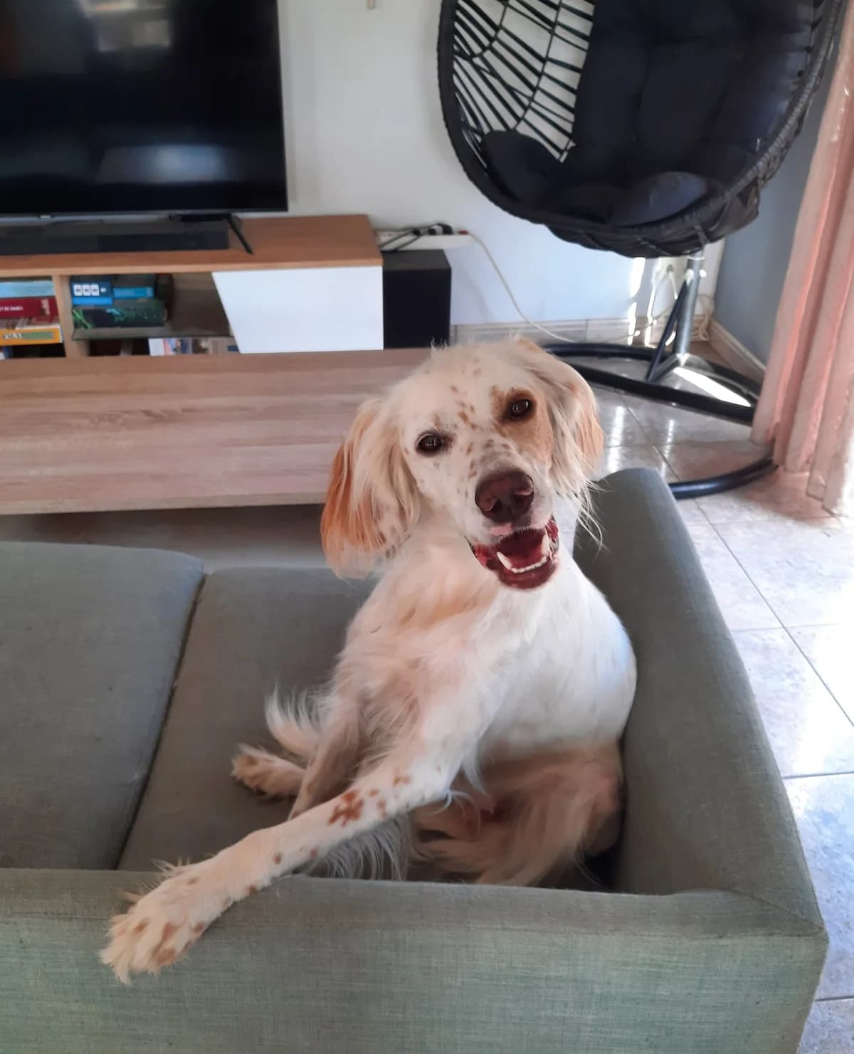 Abie, female young English Setter for adoption at APAA Trégrom