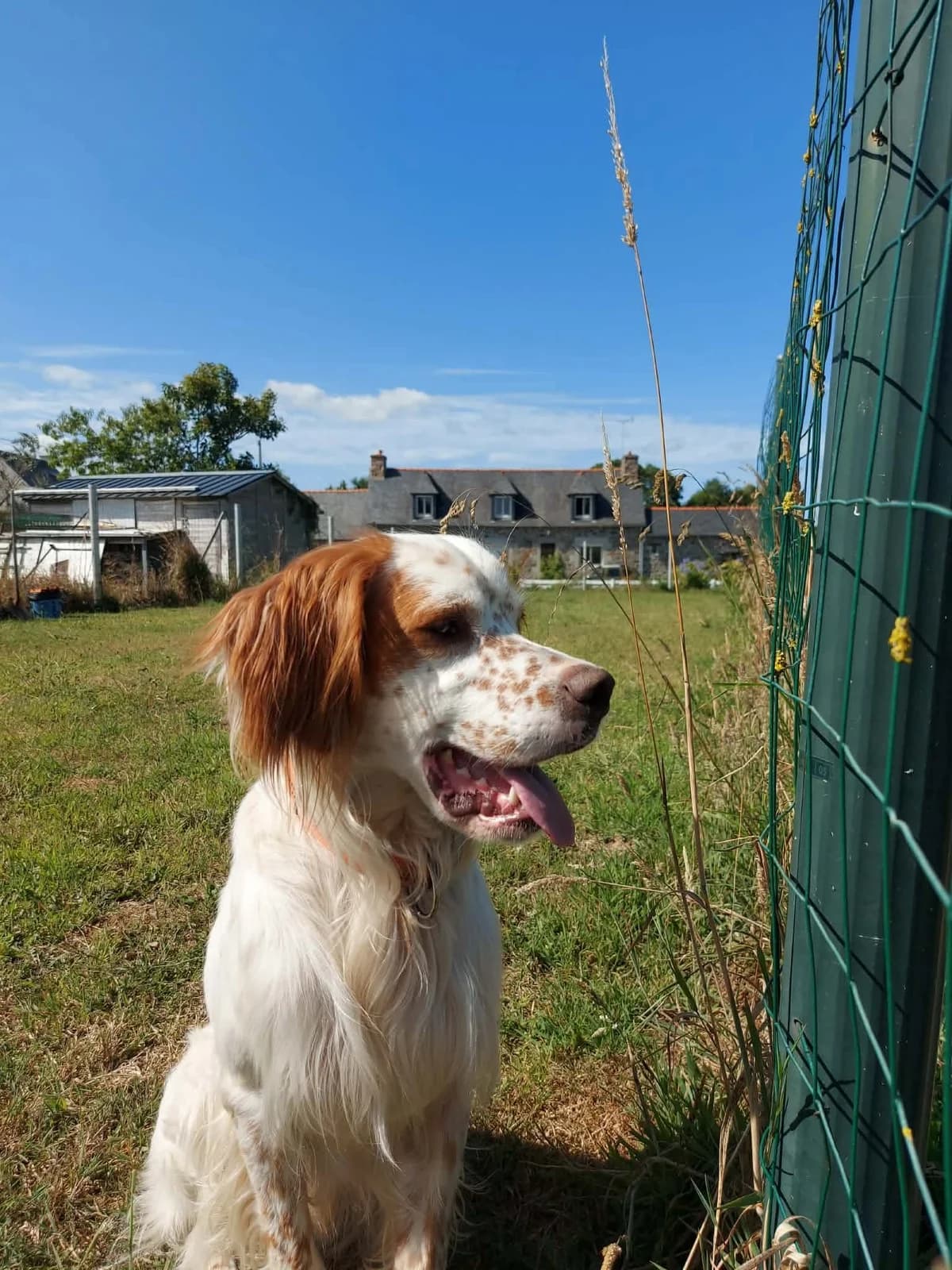 Venom, male young English Setter for adoption at APAA Trégrom