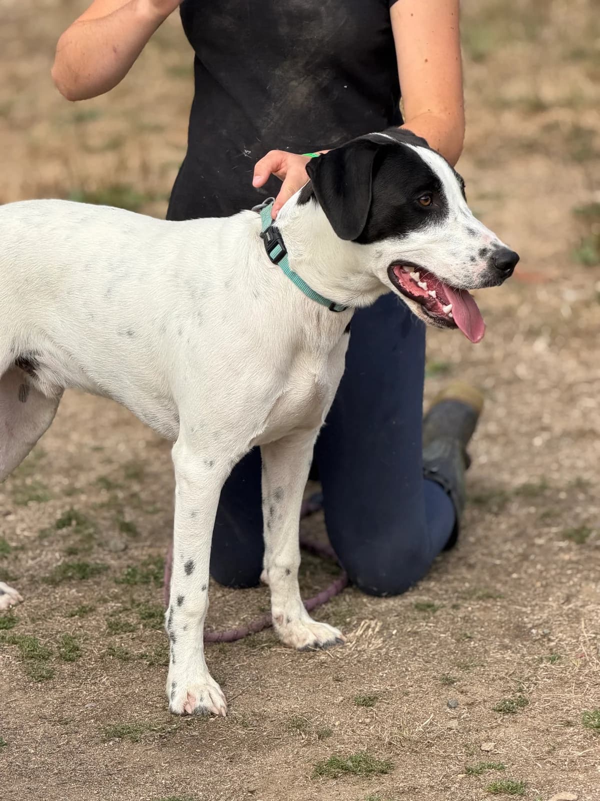 Marley, male puppy Dalmatian for adoption at APAA Trégrom