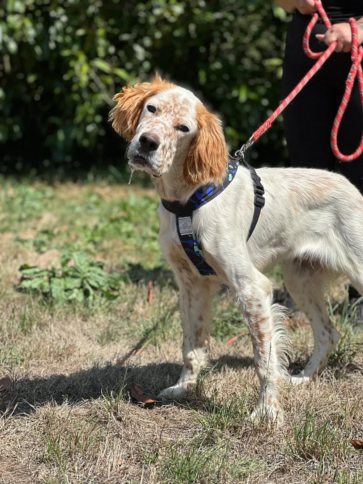 Alpha, male puppy English Setter for adoption at APAA Trégrom