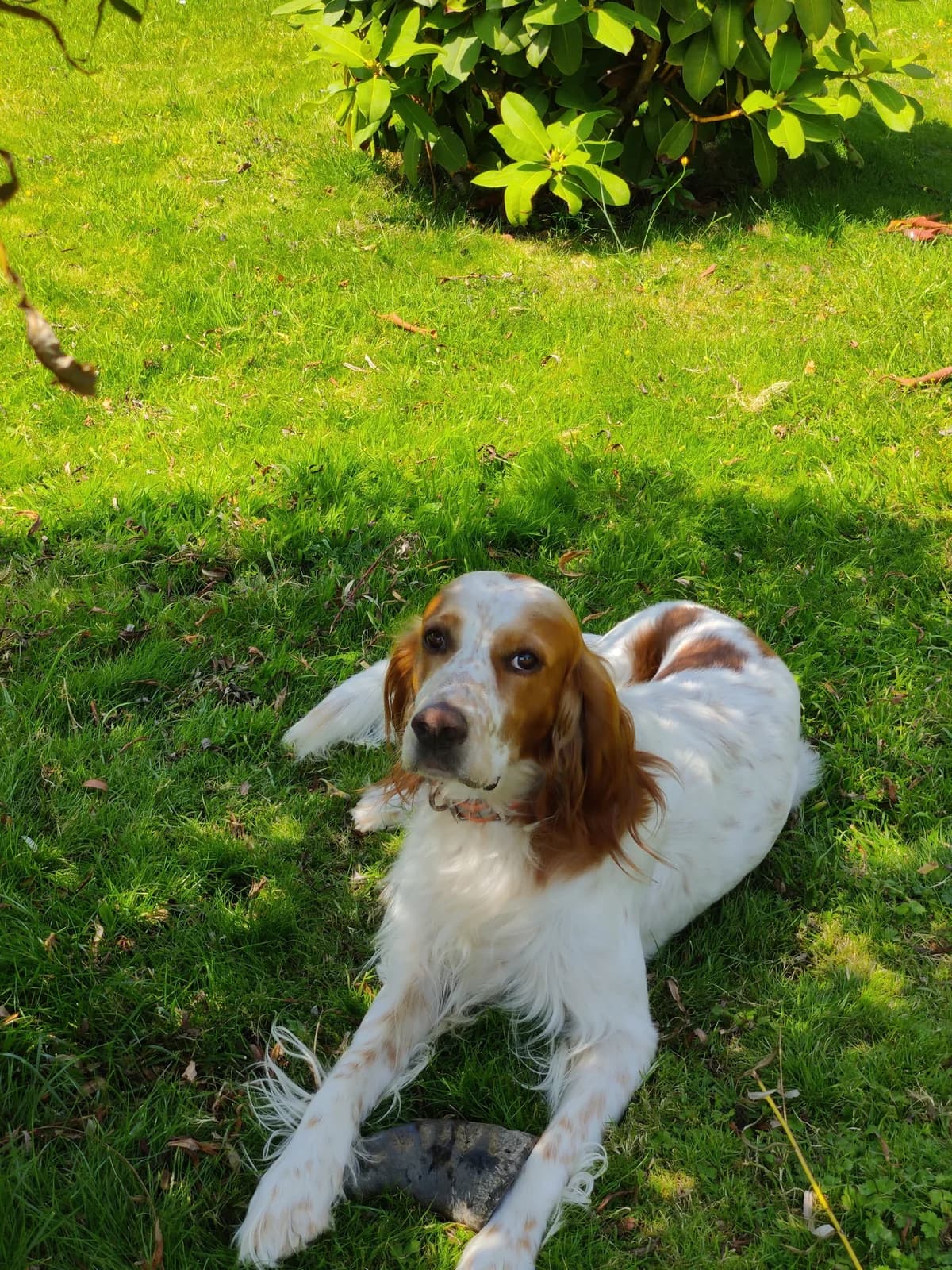 Tom, male 4yo English Setter for adoption at APAA Trégrom