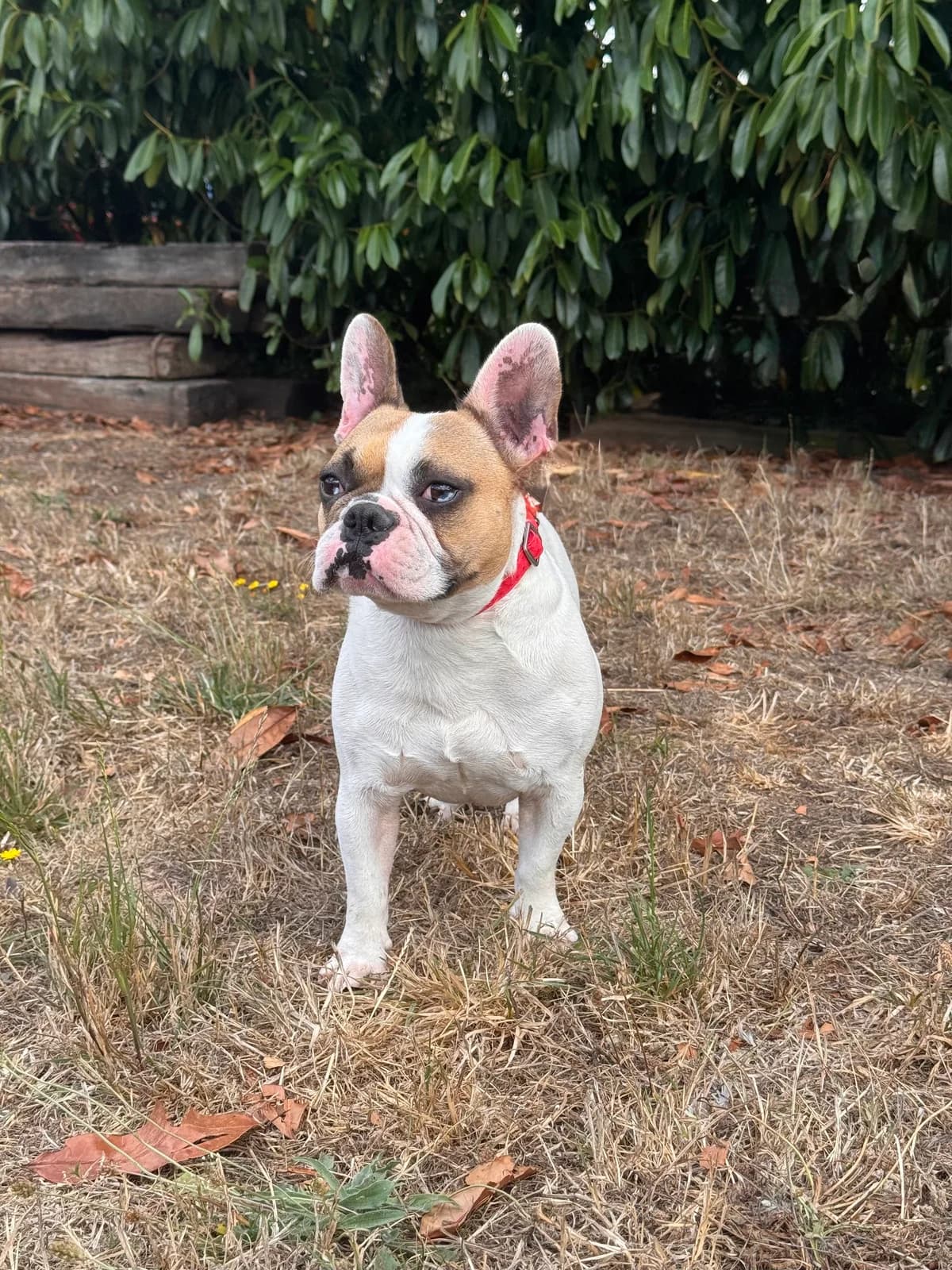 Taï, male 3yo French Bulldog for adoption at APAA Trégrom