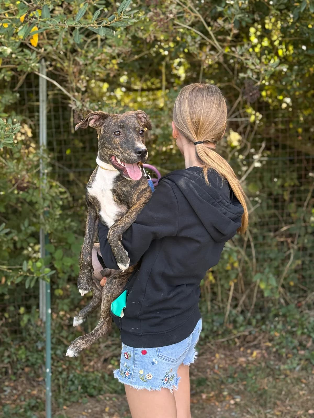 Bailey, male puppy Mixed Breed for adoption at APAA Trégrom