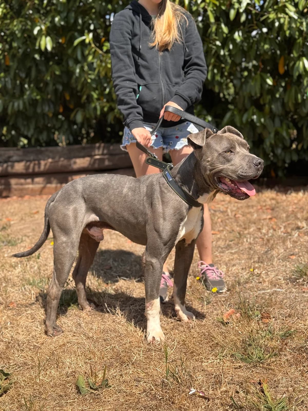 Kriss, male 6yo Mixed Breed for adoption at APAA Trégrom