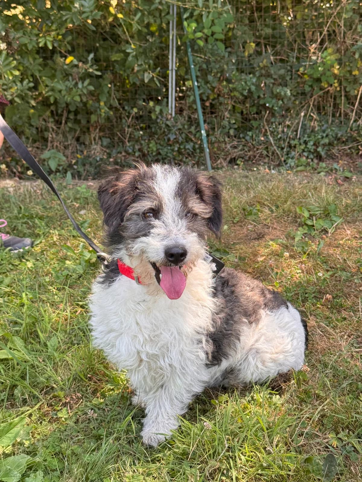 Stitch, male 6yo Jack Russell Terrier for adoption at APAA Trégrom