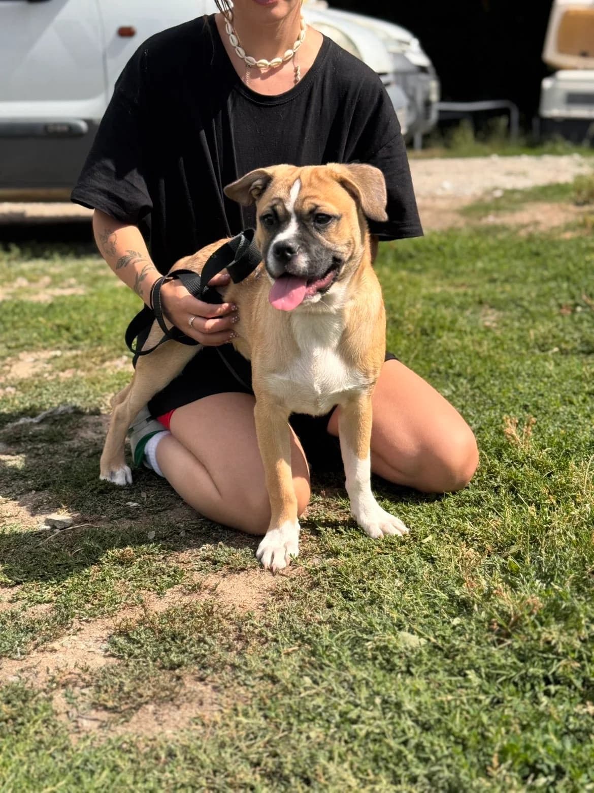 Caramel, male puppy French Bulldog for adoption at APAA Trégrom