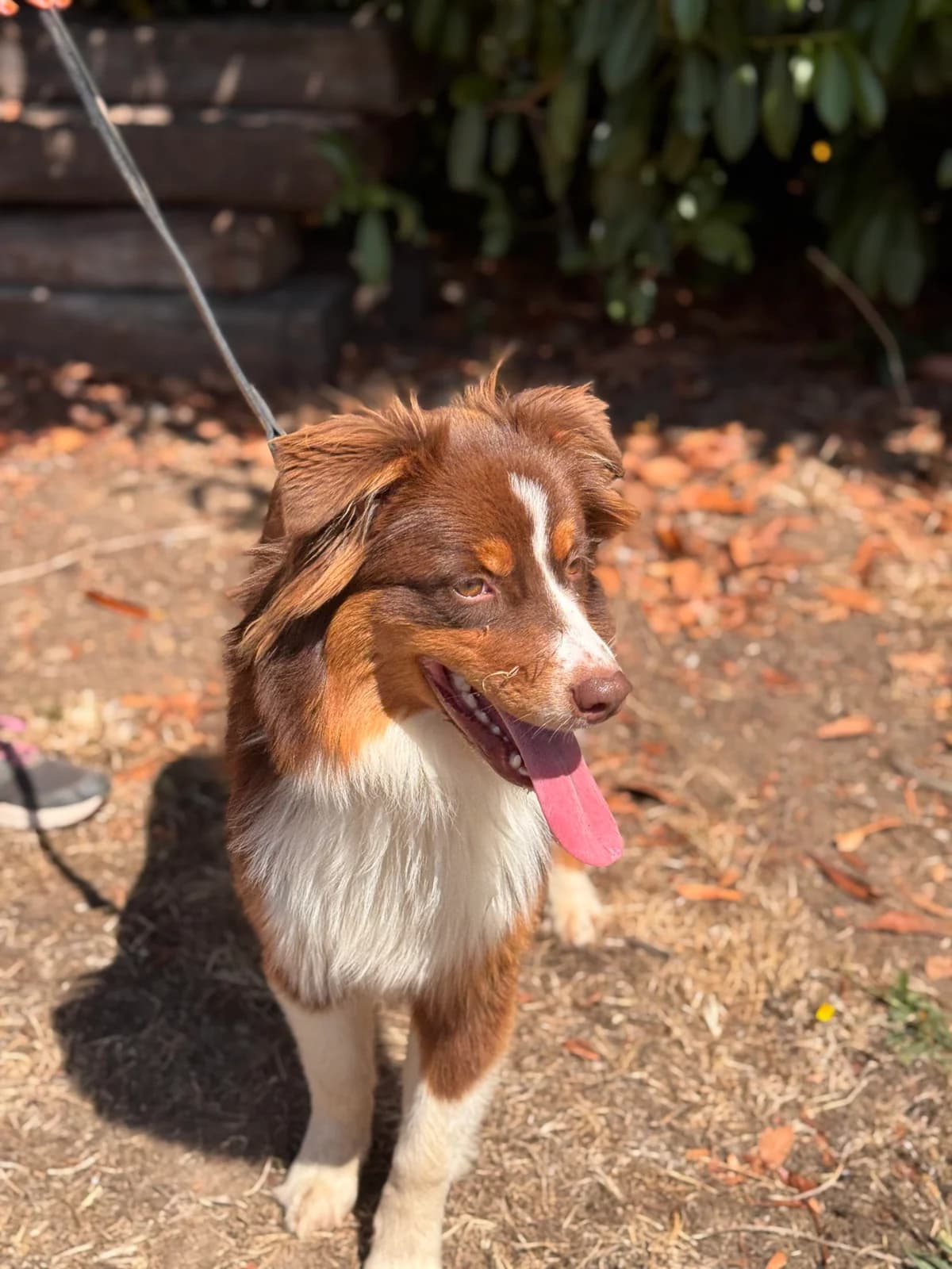 Lulu, female puppy Australian Shepherd for adoption at APAA Trégrom