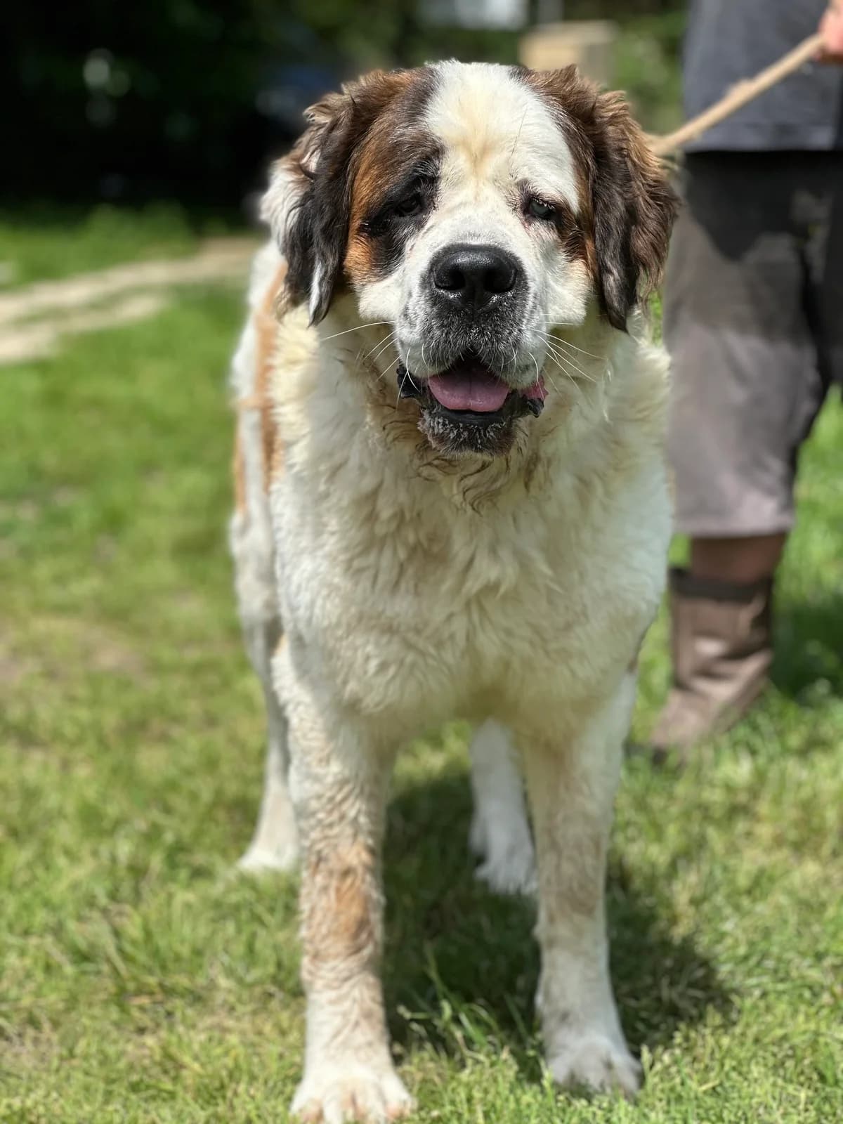 Upsilone, female young Saint Bernard for adoption at APAA Trégrom