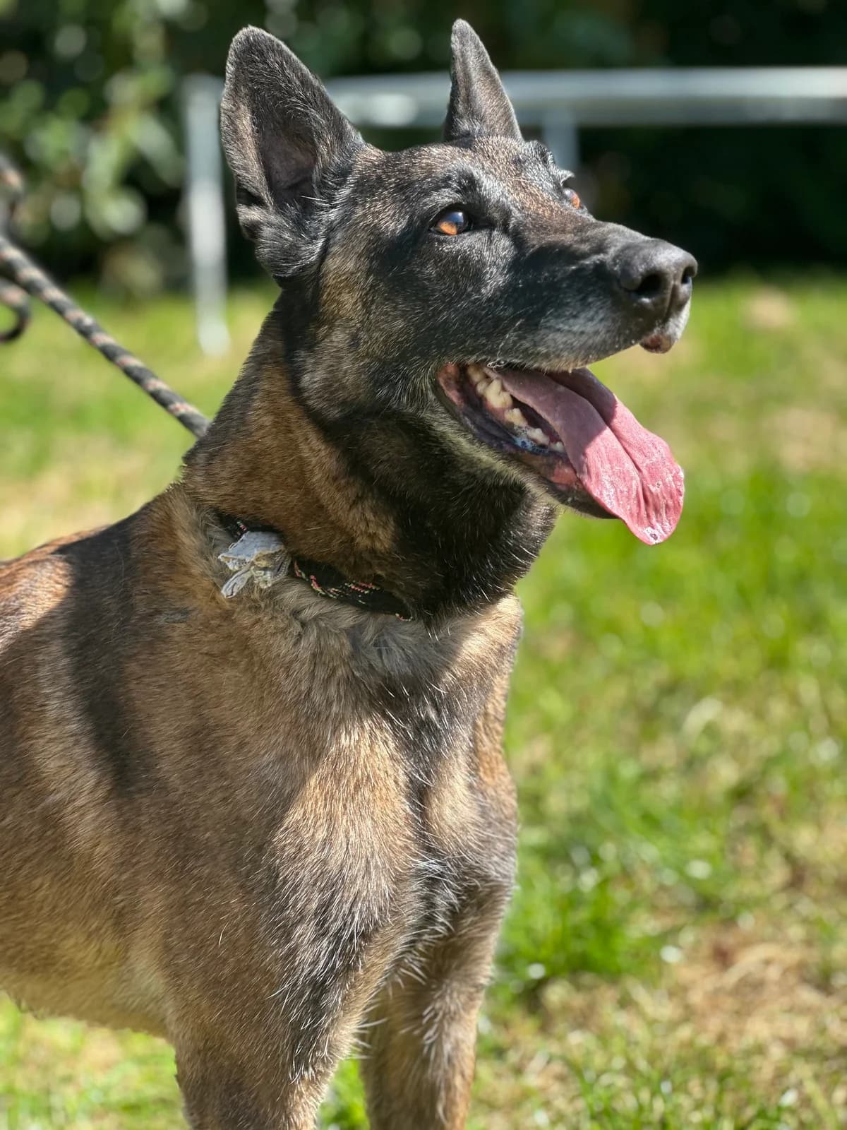 Plume, female 6yo Belgian Malinois for adoption at APAA Trégrom