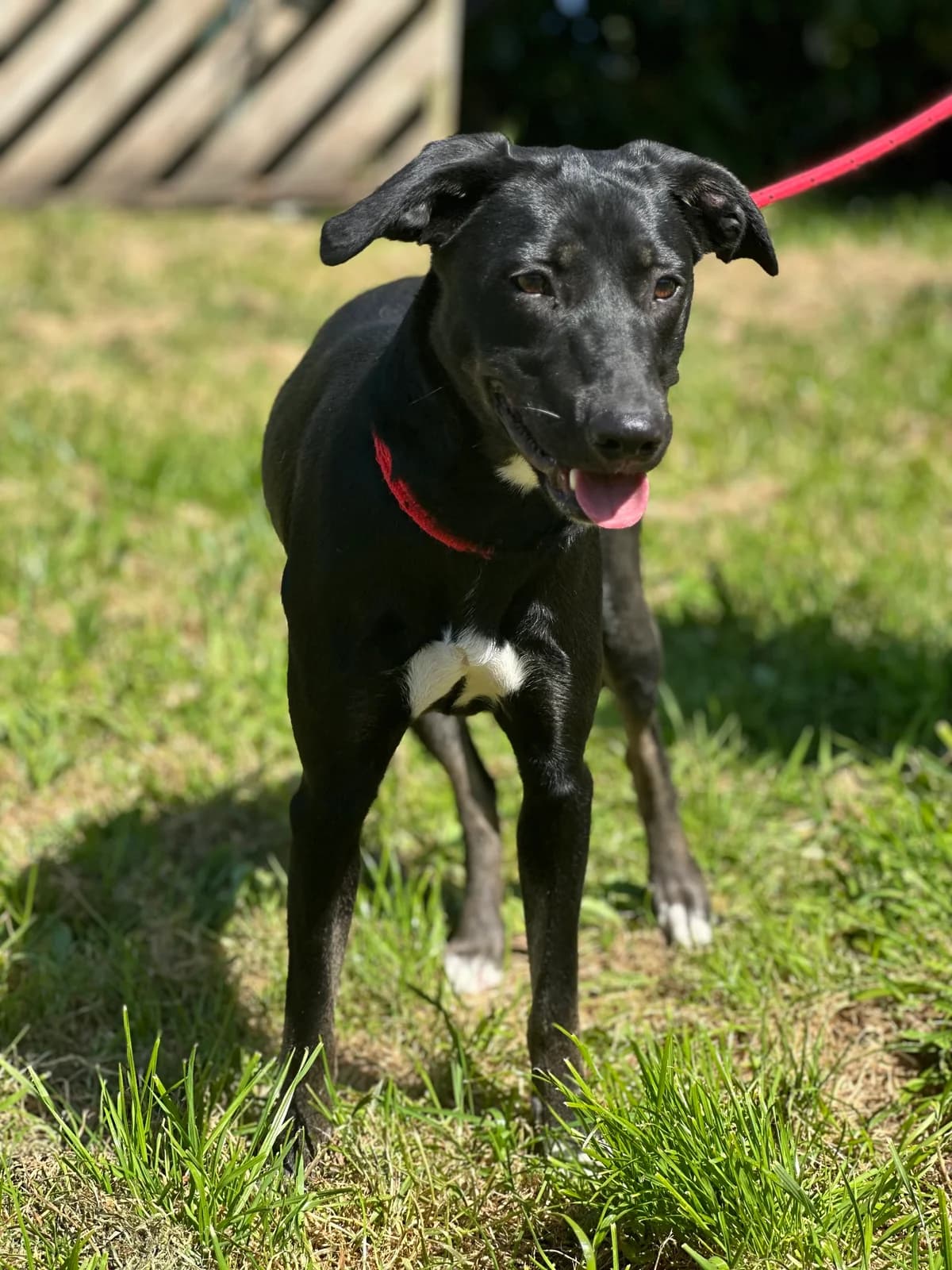 Youna, female young Labrador Retriever for adoption at APAA Trégrom