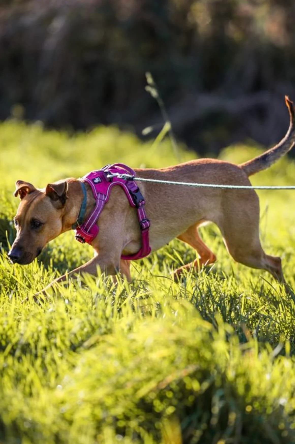 Chamade, female mixed breed for adoption at APAA Trégrom