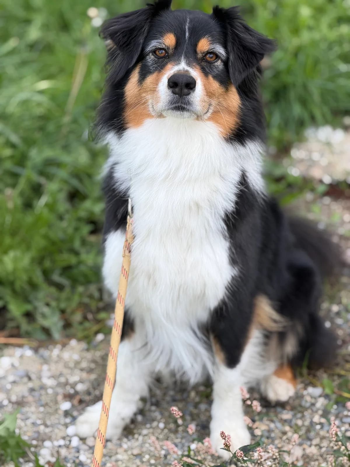 Salsa, female 5yo Australian Shepherd for adoption at APAA Trégrom