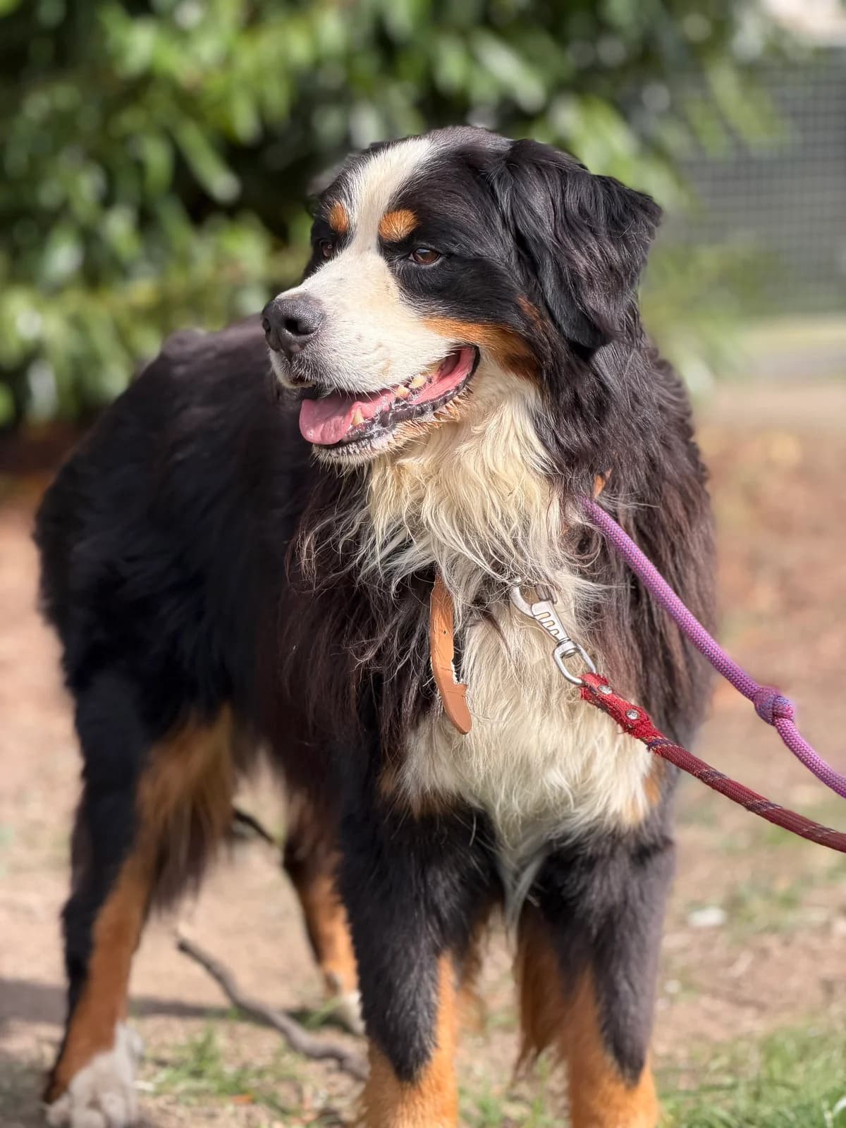 Prunelle, female 7yo Bernese Mountain Dog for adoption at APAA Trégrom