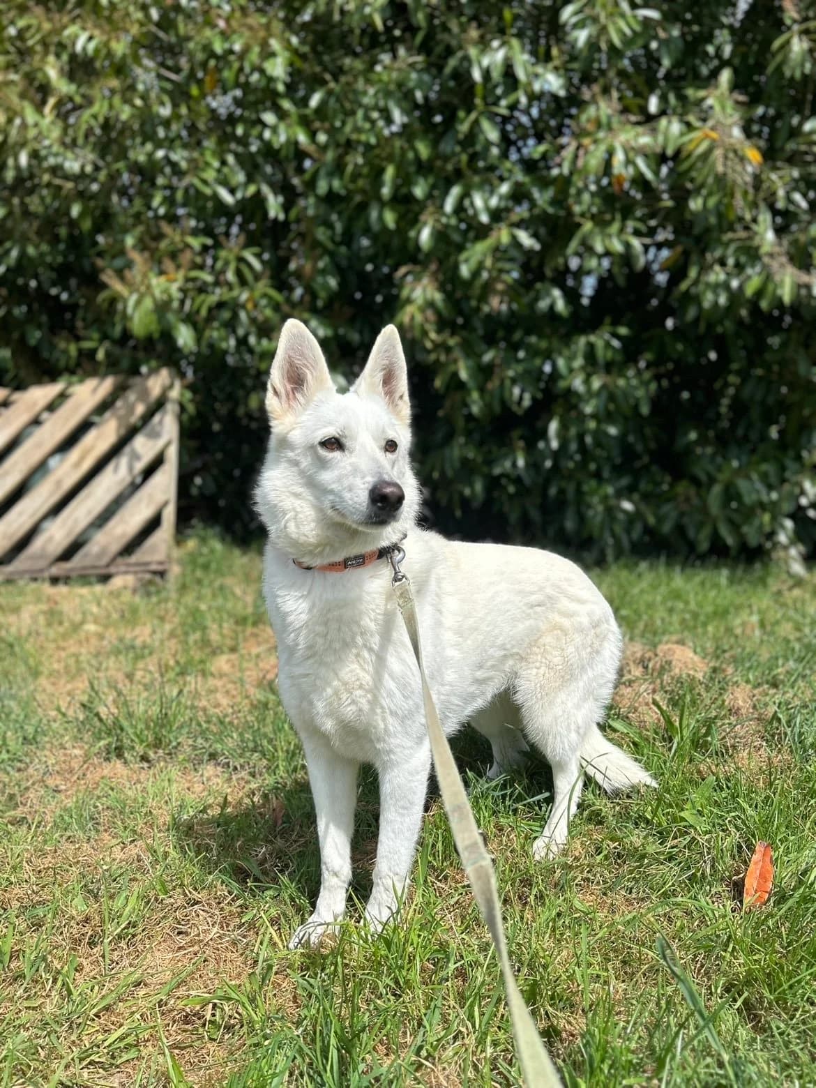 Skyla, female 6yo mixed breed for adoption at APAA Trégrom