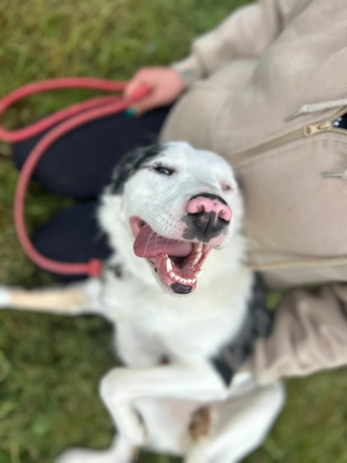 Victoire, female young Australian Shepherd for adoption at APAA Trégrom