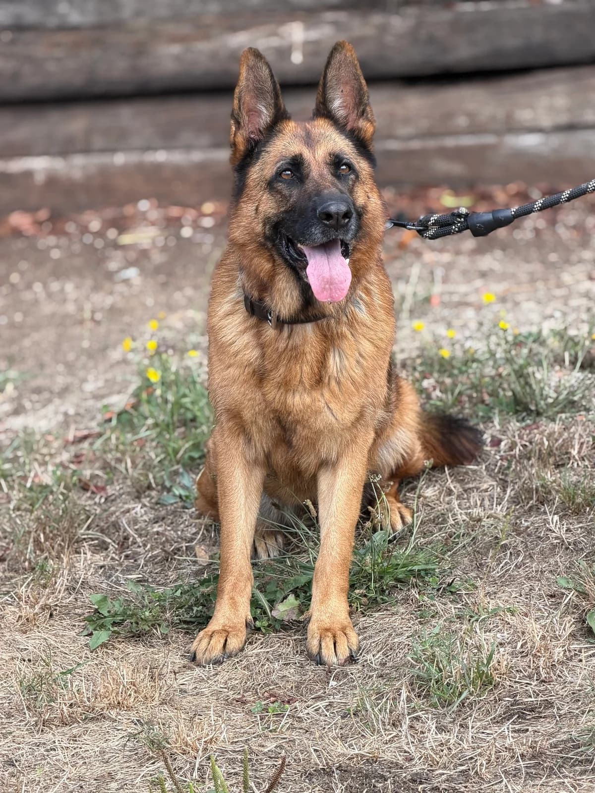 Razia, female 5yo German Shepherd for adoption at APAA Trégrom