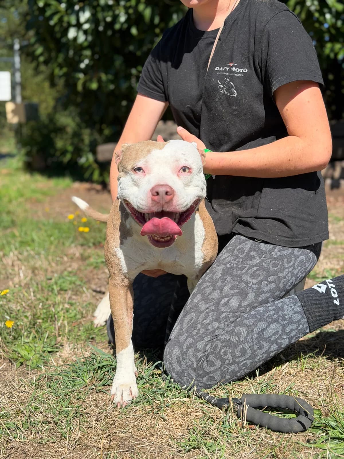 Bianca, female young mixed breed for adoption at APAA Trégrom