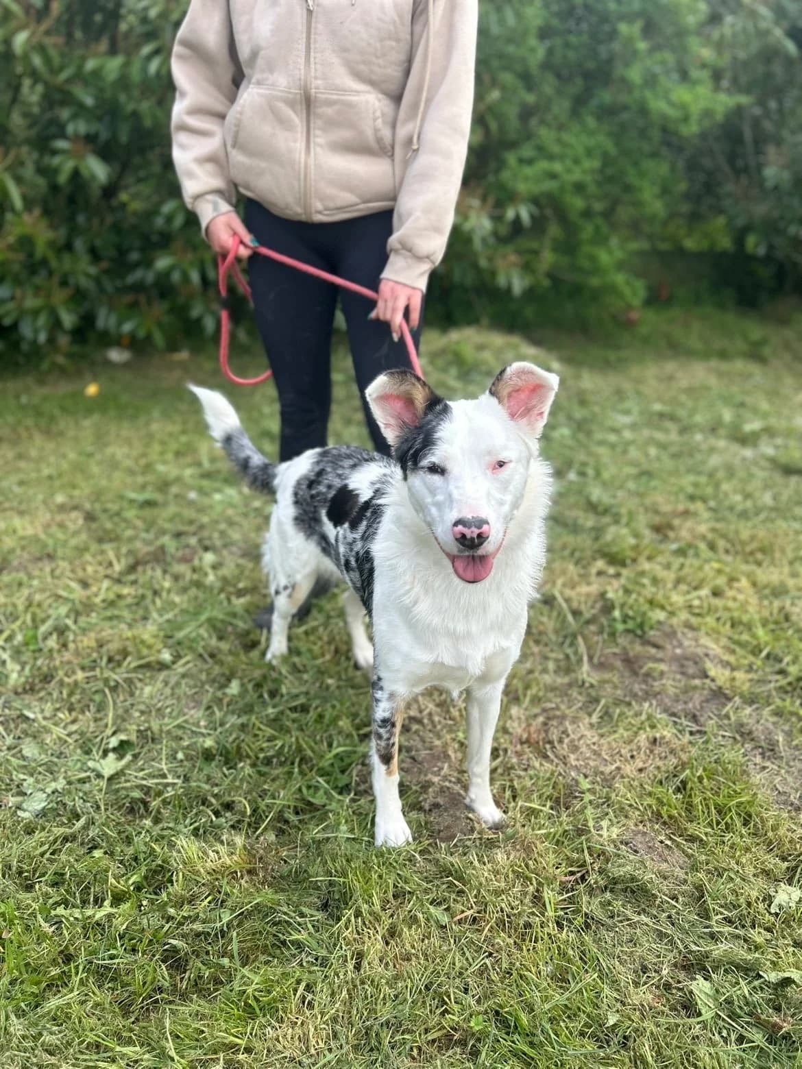 Victoire, female Australian Shepherd for adoption at APAA Trégrom