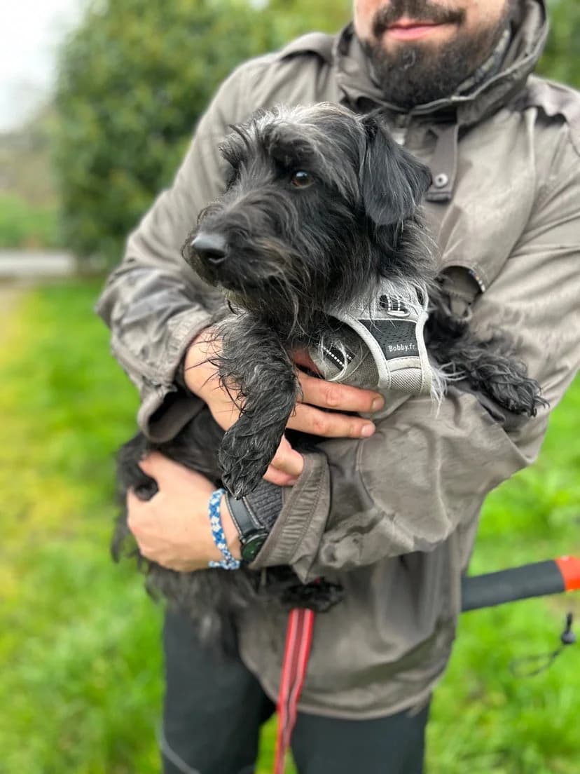 Jack, male young Dachshund for adoption at APAA Trégrom