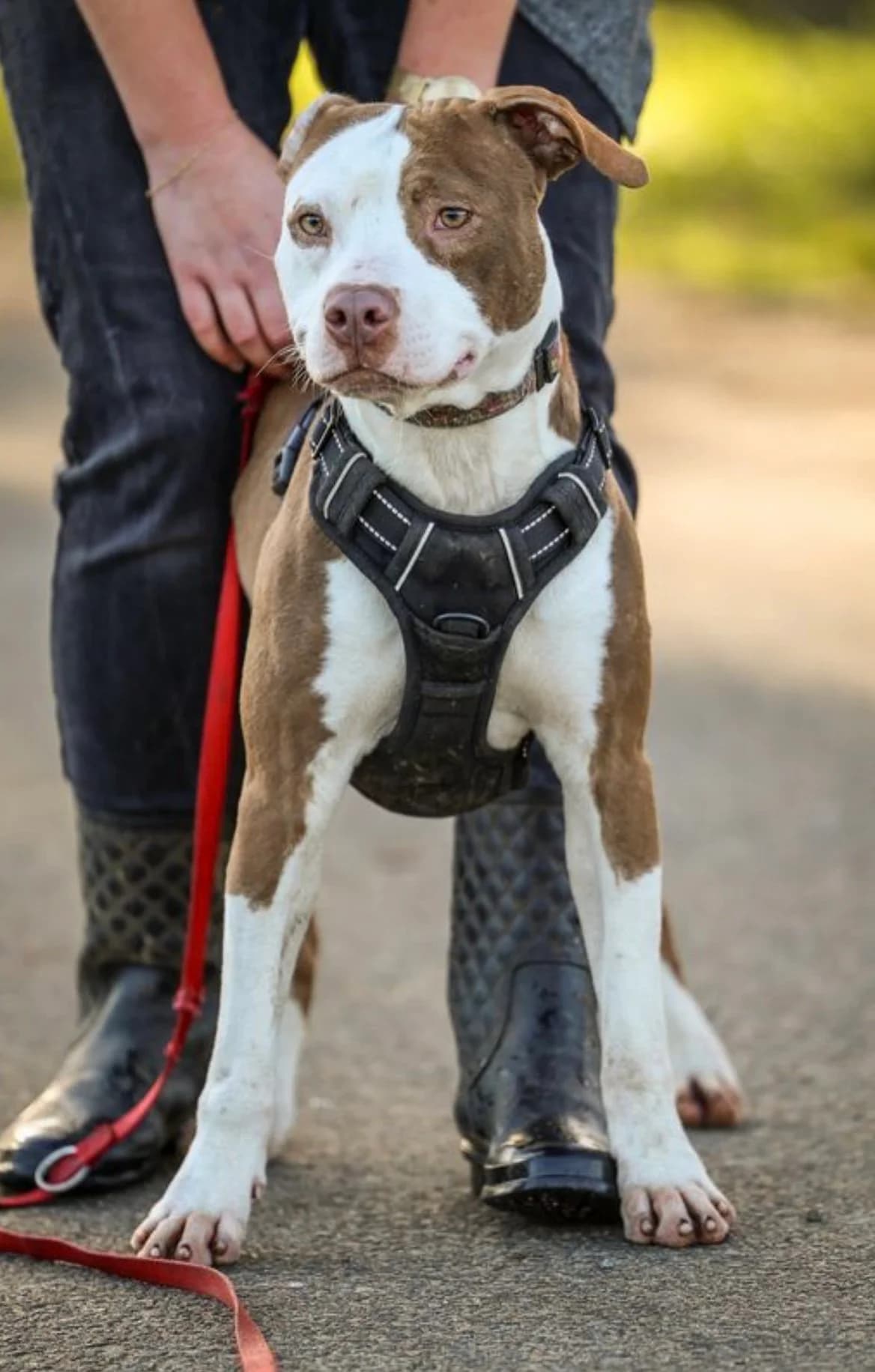 Pito, male Staffordshire Bull Terrier for adoption at APAA Trégrom