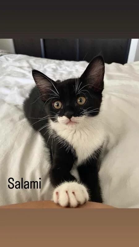 Salami, Mixed Breed for adoption at Apac