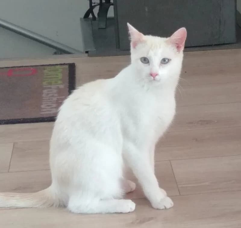 Snow, Bengal for adoption at Apac