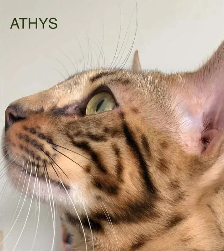 Athys, 4yo Bengal for adoption at Apac