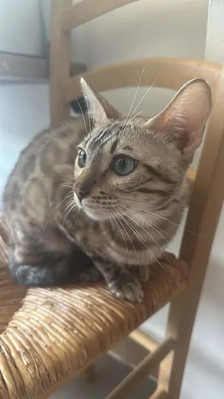 Lizzy, female Bengal for adoption at Apac