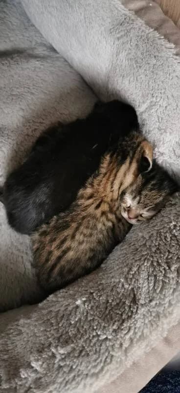 Lucie, Betty Et Prescillia Lucette Morgane Et, Mixed Breed for adoption at Apac