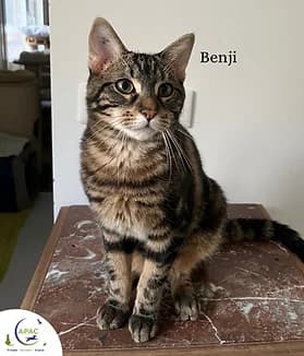 Benji, male young Mixed Breed for adoption at APAC - Association de Protection Animale Canavéroise