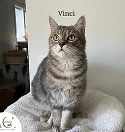 Vinci, male Mixed Breed for adoption at APAC - Association de Protection Animale Canavéroise
