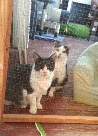 Withney et houston, young Mixed Breed for adoption at APAD Sud Essonne, Janville-sur-Juine