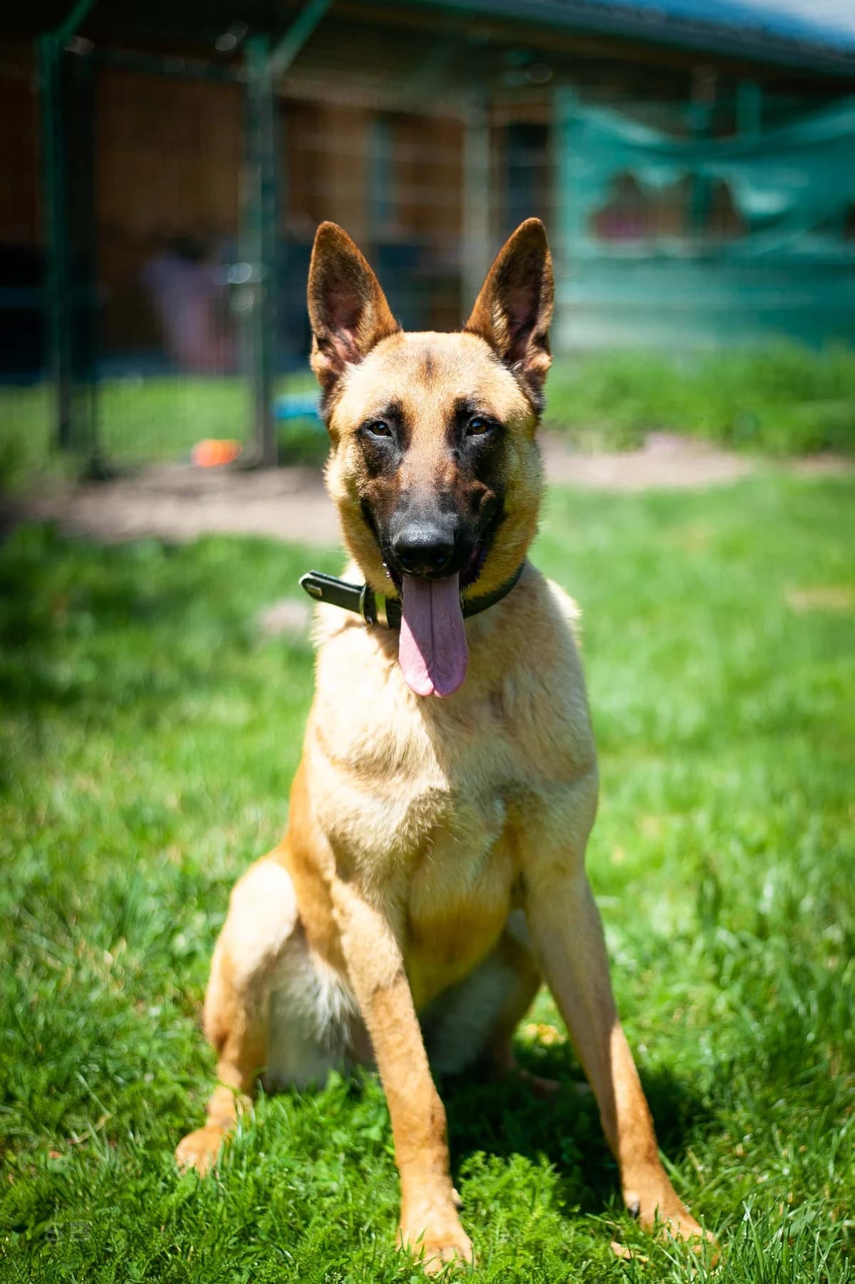 Storm, Fauve masque noir male 3yo Belgian Malinois for adoption at APAGI, Le Versoud