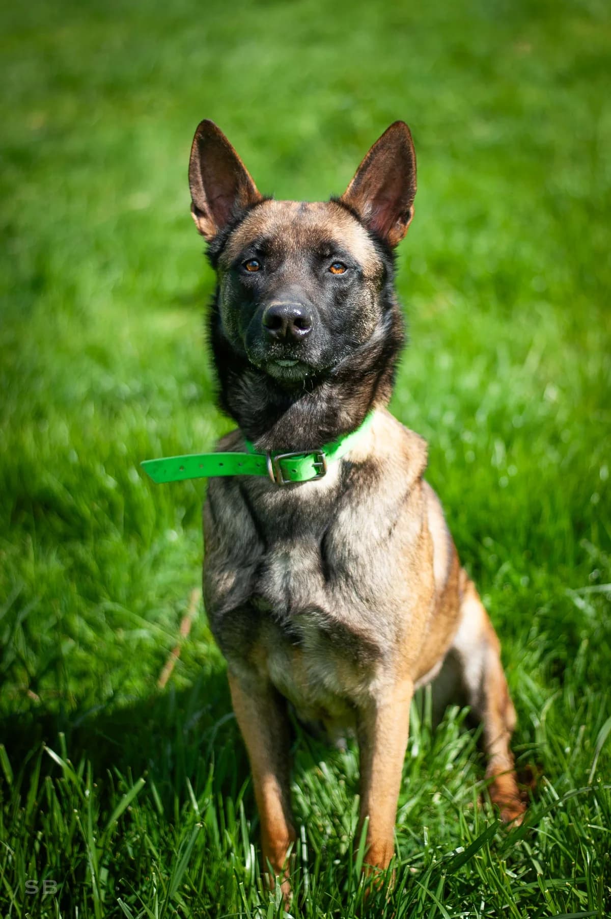 Naika, Fauve charbonnée female 6yo Belgian Malinois for adoption at APAGI, Le Versoud