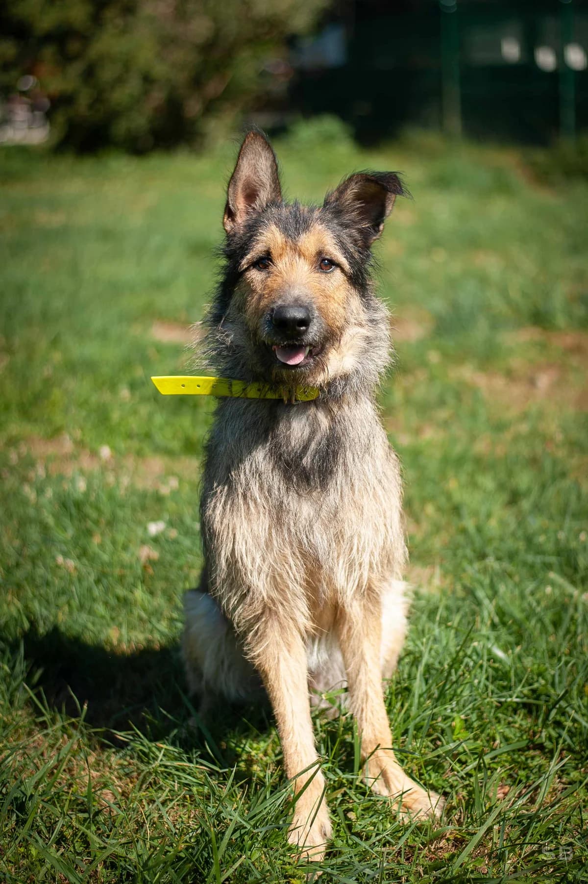 Arlo, Fauve charbonnée male young mixed breed for adoption at APAGI, Le Versoud