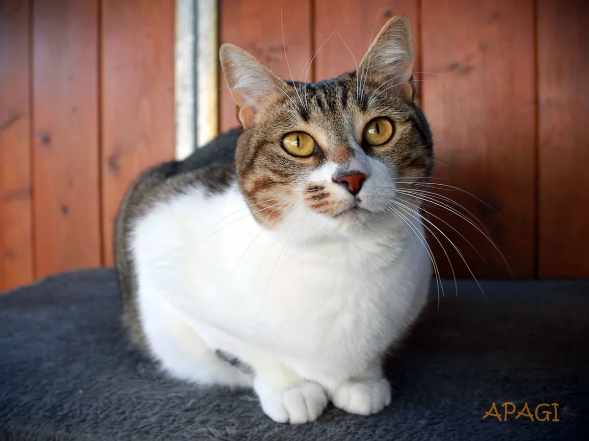 Luitel, Tigrée et blanche female 3yo mixed breed for adoption at APAGI, Le Versoud