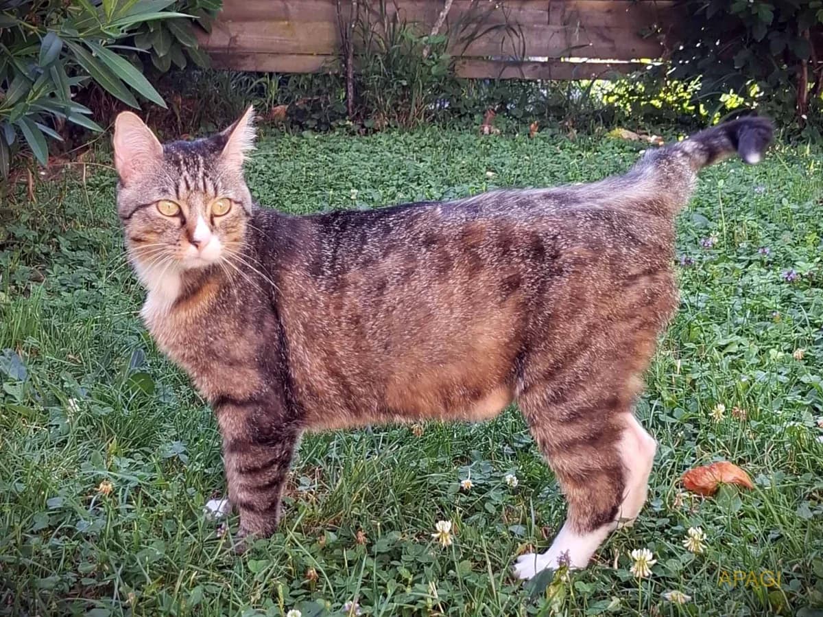 Proton, Tigré et blanc male 4yo European Shorthair for adoption at APAGI, Le Versoud