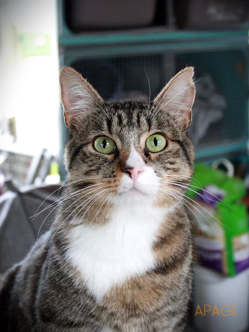 Proton, Tigré et blanc male 4yo European Shorthair for adoption at APAGI, Le Versoud