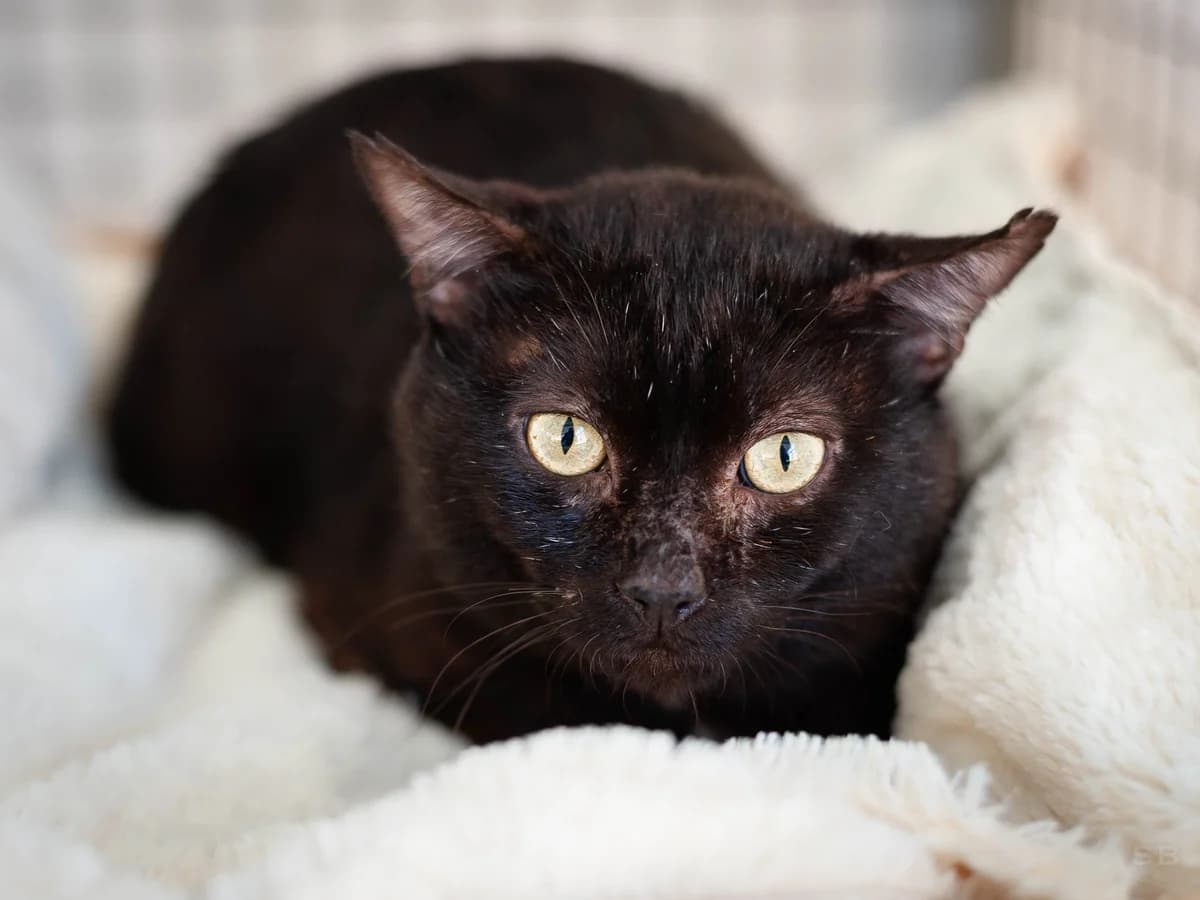 Sauron, Noir male senior European Shorthair for adoption at APAGI, Le Versoud