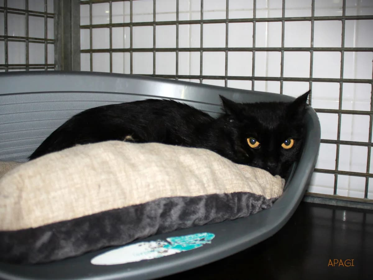 Berlin, Noir male 3yo European Shorthair for adoption at APAGI, Le Versoud