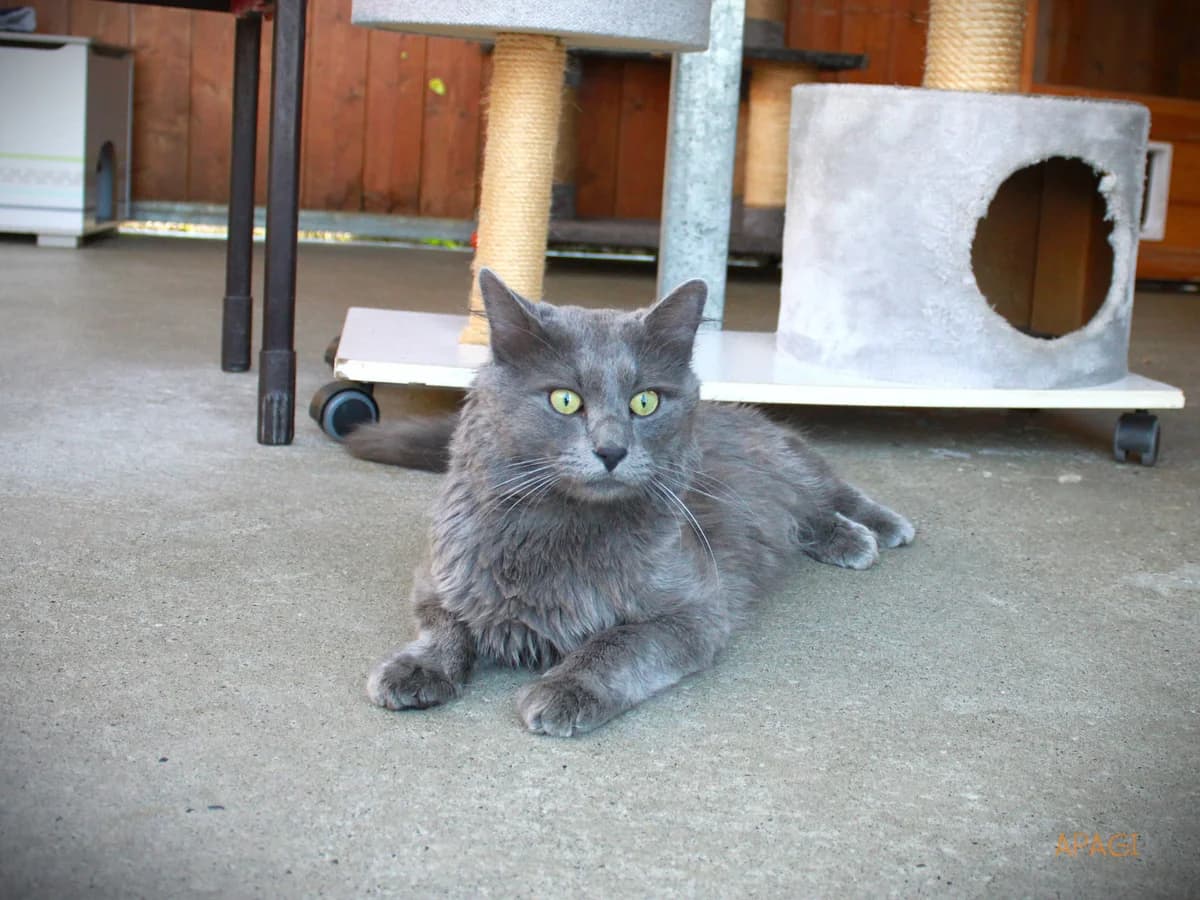 Sultan, Gris poil mi-long male 4yo European Shorthair for adoption at APAGI, Le Versoud